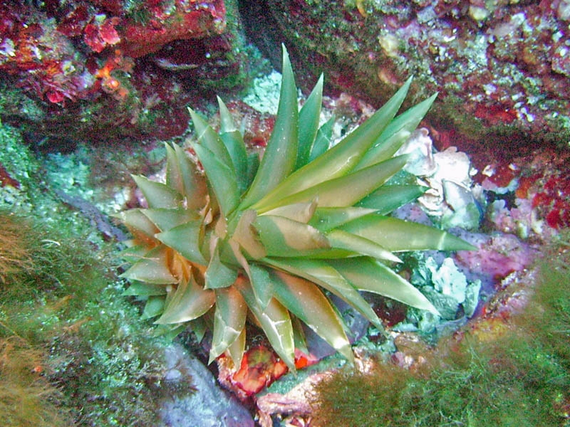 Ananas