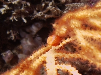 	Neosimnia spelta
