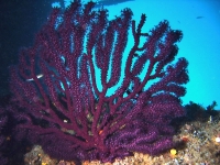 Paramuricea clavata
