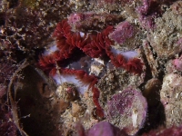 	Phymanthus pulcher