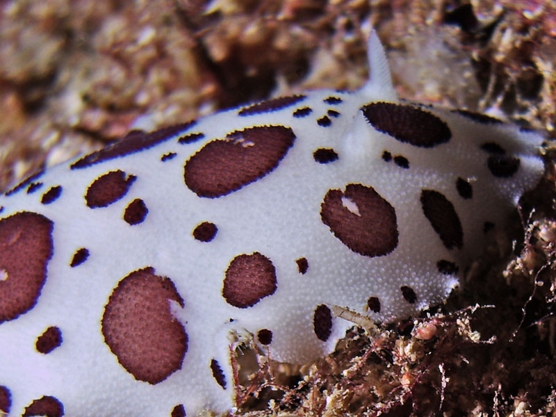 Doris dalmatien