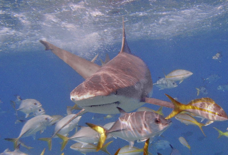 Reef shark