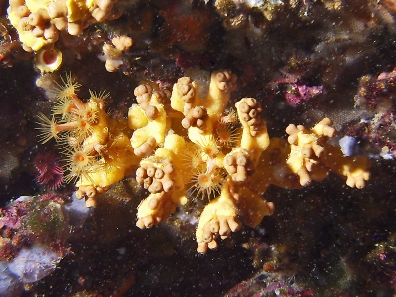 Parazoanthus