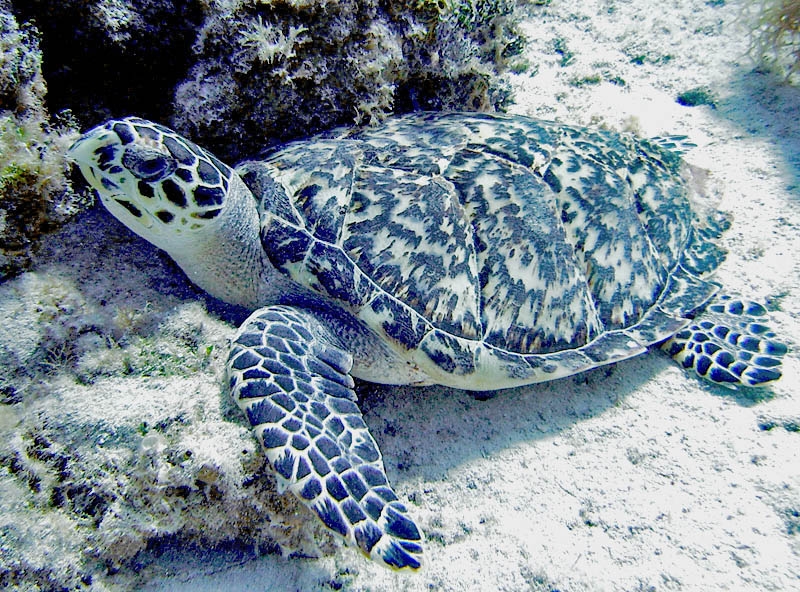 Turtle
