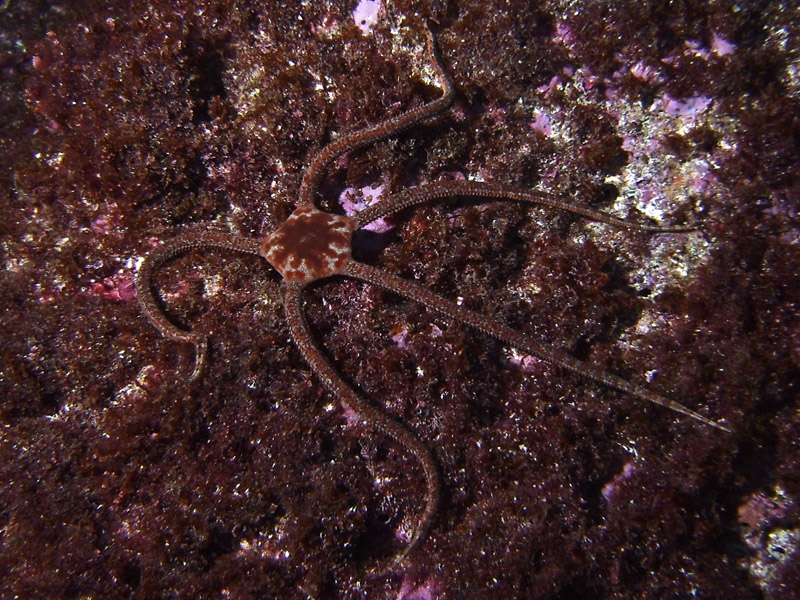 Ophiure