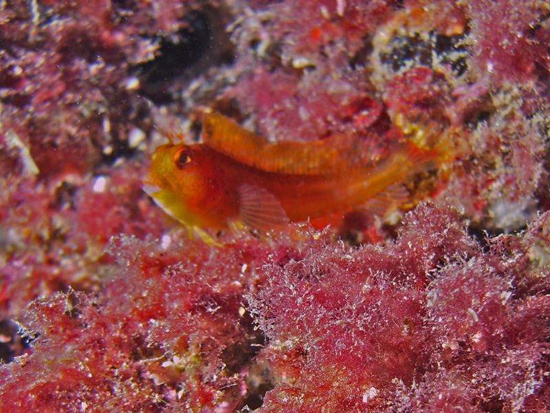 Blennie pilicorne, phase jaune