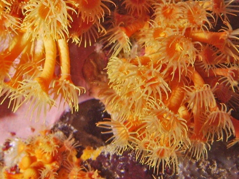	Parazoanthus
