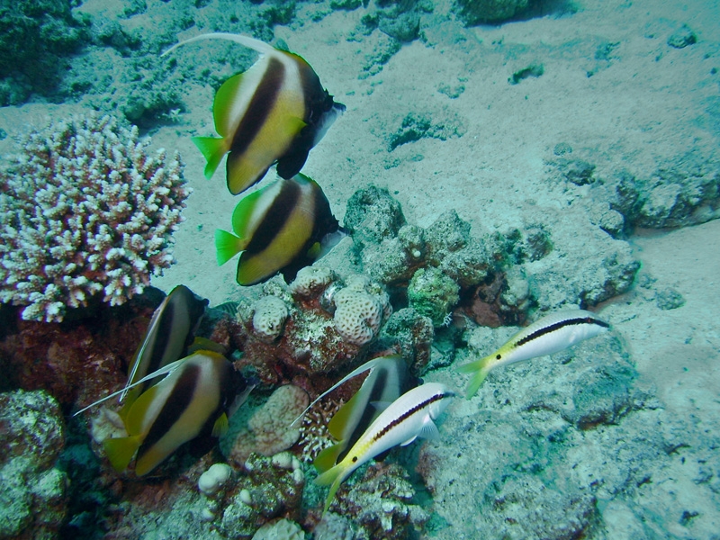 Papillon + Rouget-barbet  bande noire