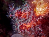 	Alcyonium acaule