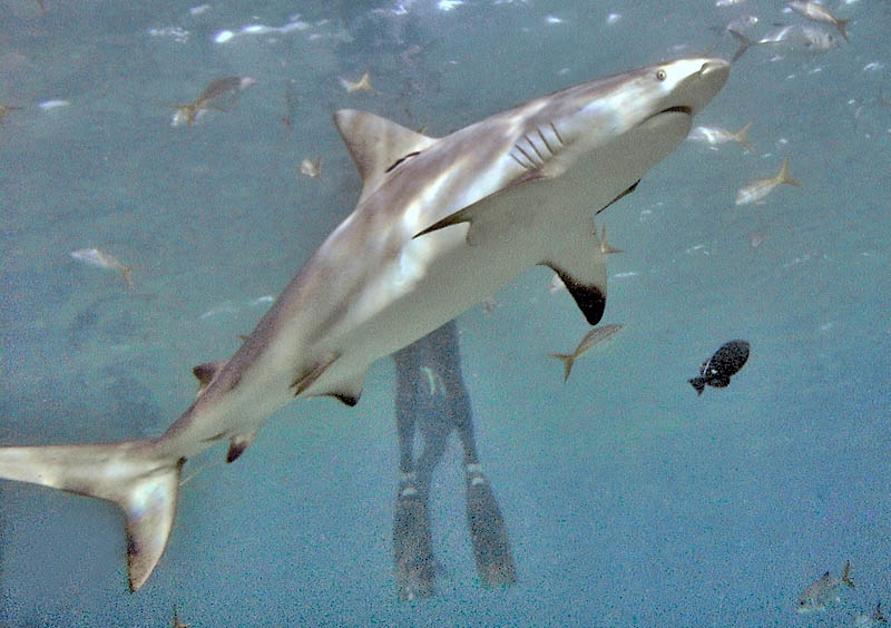 Reef shark