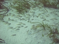 Mullus surmuletus