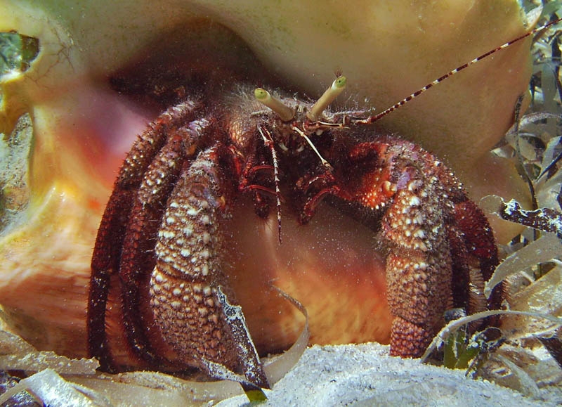 Hermit crab