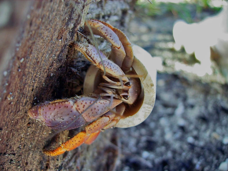 PVC Crab on a tree