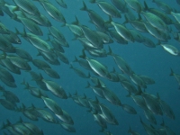 Salpa salpa