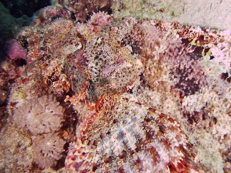 Rascasse  filaments