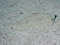 	Bothus podas