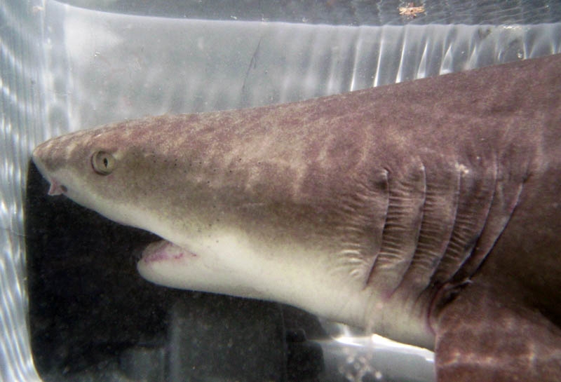 Lemon shark